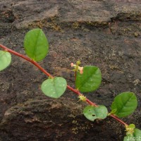 Indigofera nummulariifolia (L.) Livera ex Alston